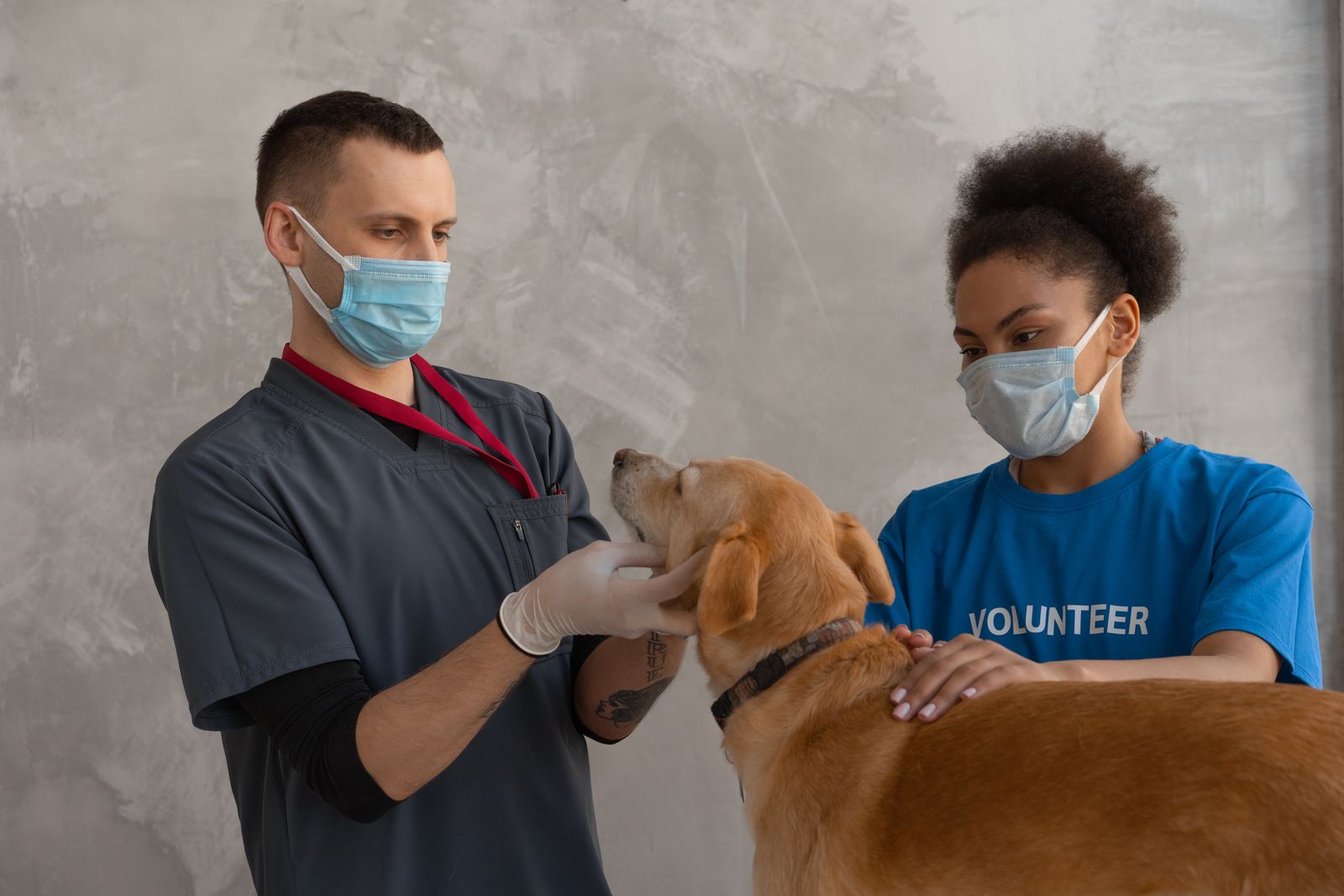 Veterinary professional examining a dog on an exam table
